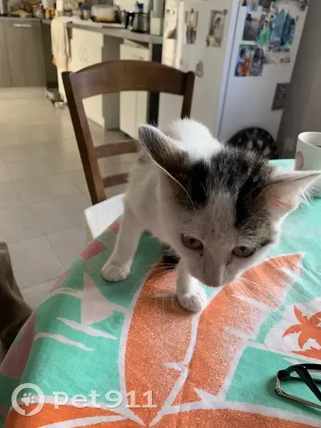 Chaton blanc et noir trouvé à Plassac - photo