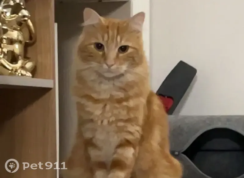 Chat perdu rue Crevoulin, Melun : Stitch - photo