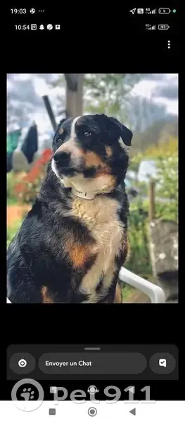 Chienne sociable perdue à Luré - photo