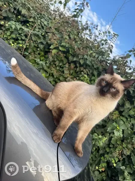 Chat siamois perdu, sociable, Carros - photo