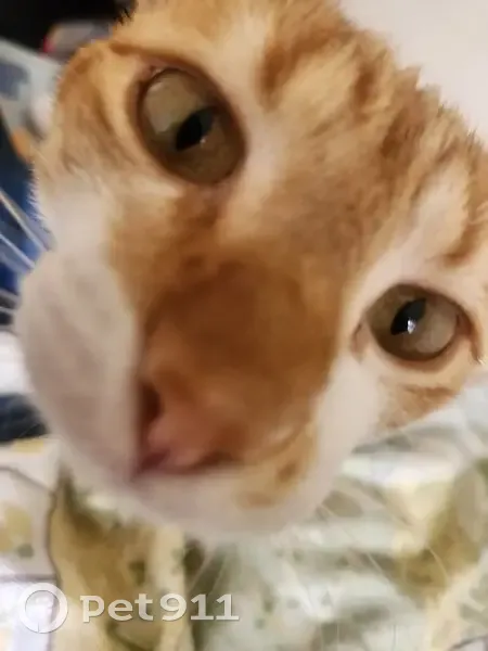 Gato desaparecido - photo