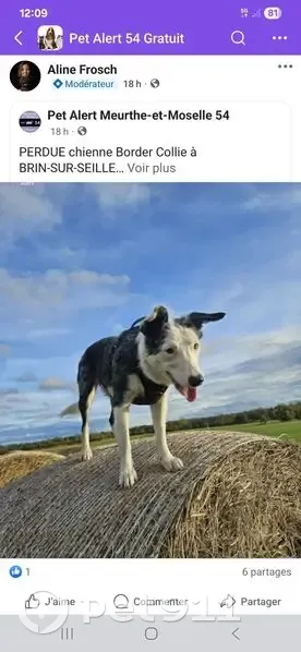Chien perdu à Brin-sur-Seille, Grand Est - photo