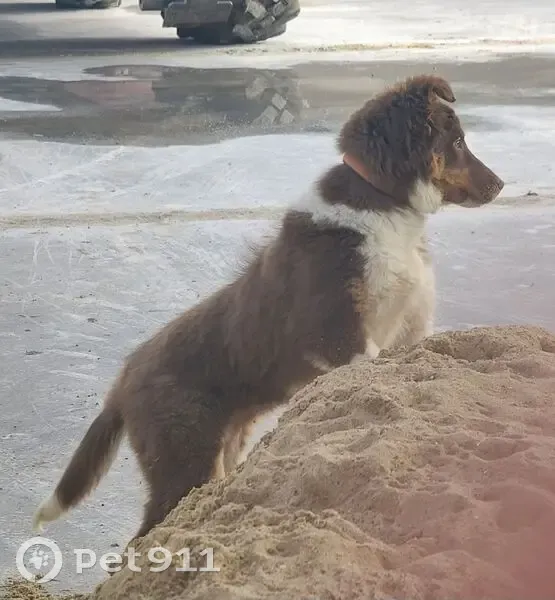 Chienne Border Collie perdue à Nielles - photo