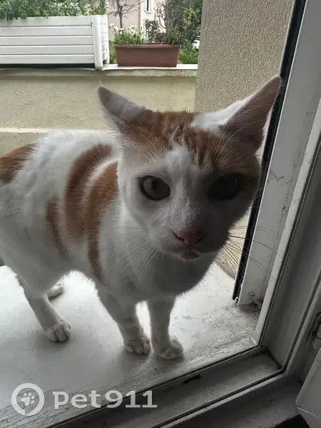 Chat blanc-roux blessé trouvé à Bourganeuf - photo