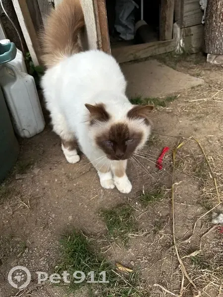 Chat siamois abandonné à Bourganeuf - photo
