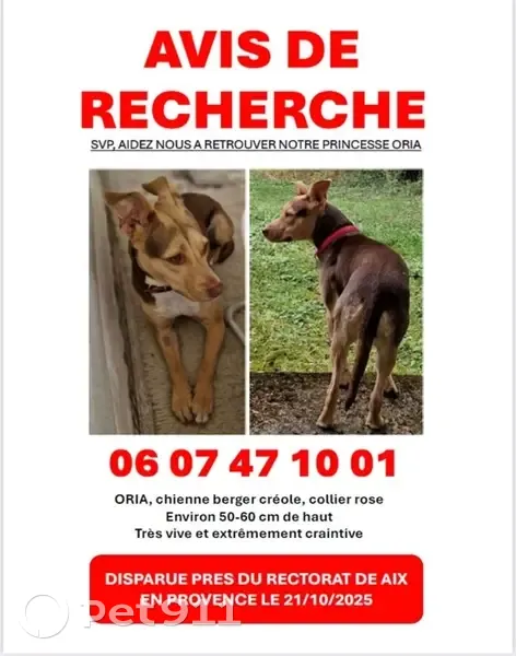 Chienne créole fauve perdue à Aix-en-Provence - photo