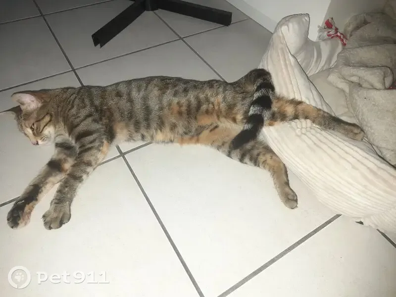 Chatte perdue rue Anny de Pous, Perpignan - photo