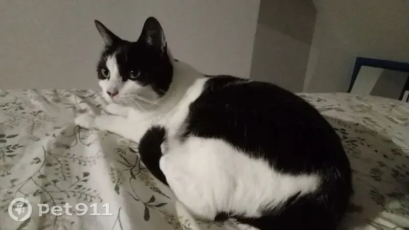 Chatte perdue, noire et blanche, Olivet - photo
