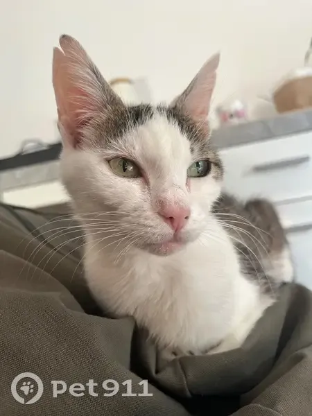 Chat perdue: Blanche tigrée, oreilles coupées - photo