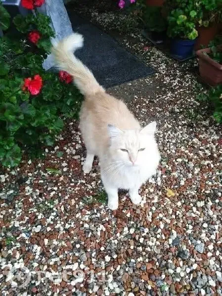 Chat beige poil long trouvé à Sanchey - photo
