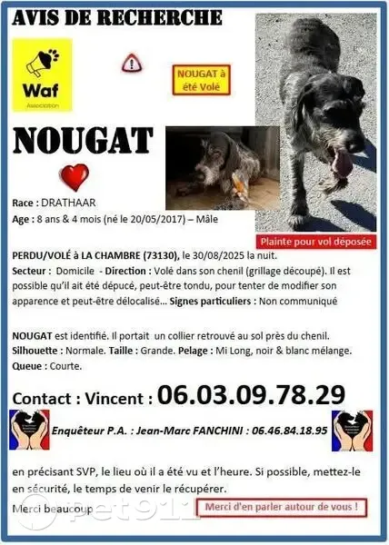 Chien volé et relâché à La Chambre - photo