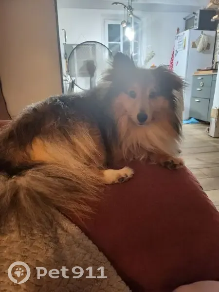 Archie, Berger des Shetlands perdu à Feins - photo