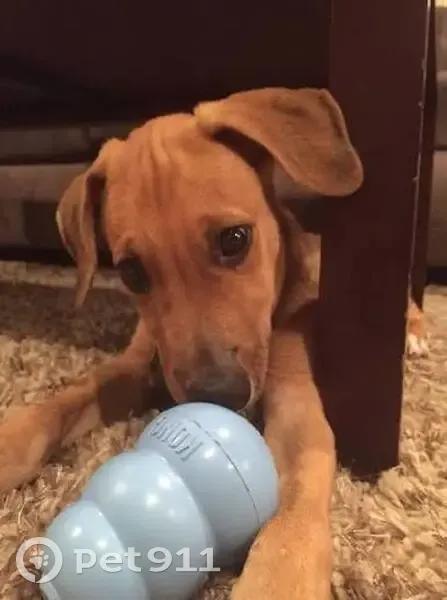 ¡Ayuda a este tierno perrito a volver a casa! - photo