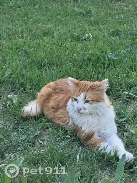 Chat roux et blanc perdu à Marseille - photo