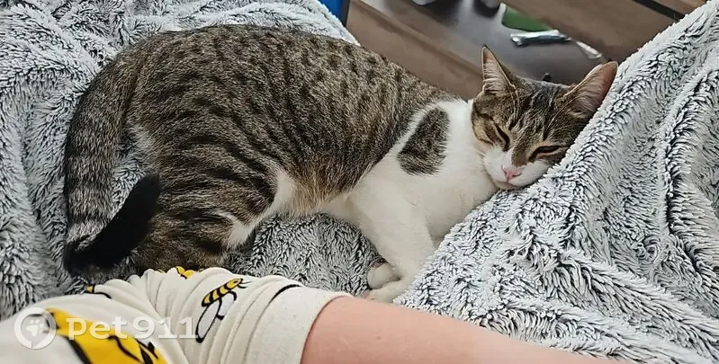 Chat perdu : Petit gris tigré et blanc - photo