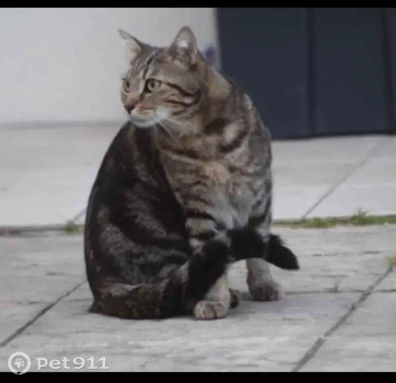 Chat mâle tigré perdu à Orgeval - photo