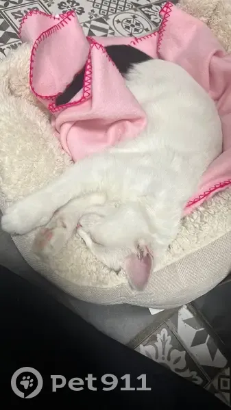 Chaton trouvé à Tourcoing : blanc et noir - photo
