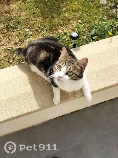 Chat sociable perdu, Sentier du Jardin Moreau - photo