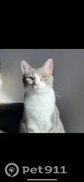 Chat perdu, Rue Gambetta Bapaume - photo