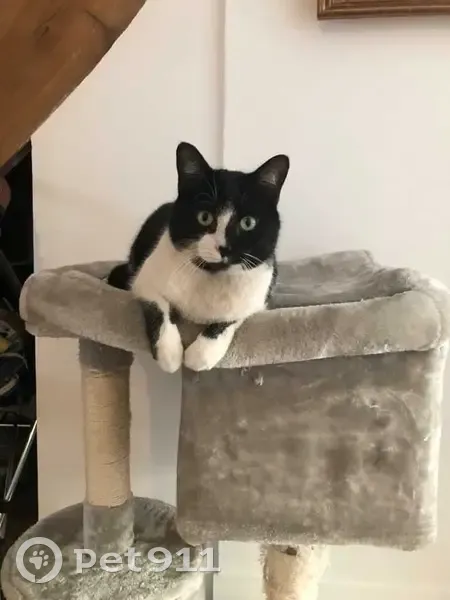 Chat perdu : Grand européen noir et blanc - photo