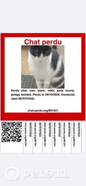 Chat perdu à Besançon, Bourgogne-Franche-Comté - photo