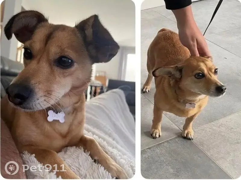 Chien perdue : Lady, Pinscher marron 10 ans - photo