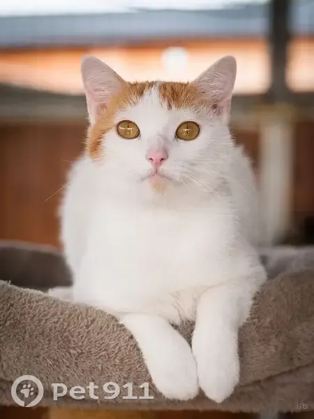 Chatte blanche et rousse perdue à Montaigu - photo