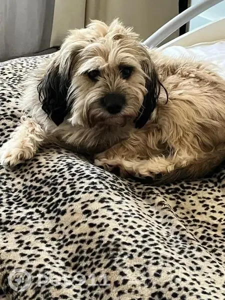 Milou, chien perdu à Marlenheim - photo