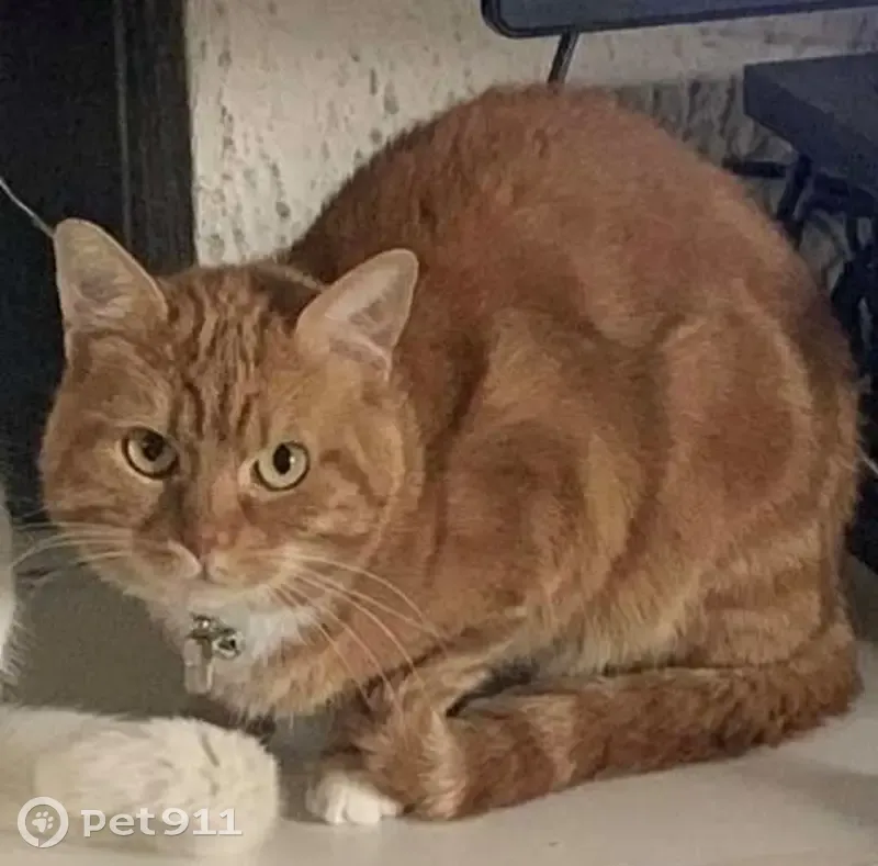 Chat roux perdu, contactez au 0768022156 - photo