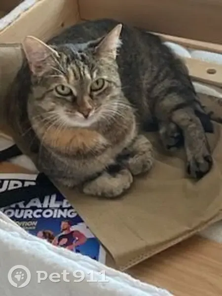 Chatte tigrée perdue à Roncq - photo