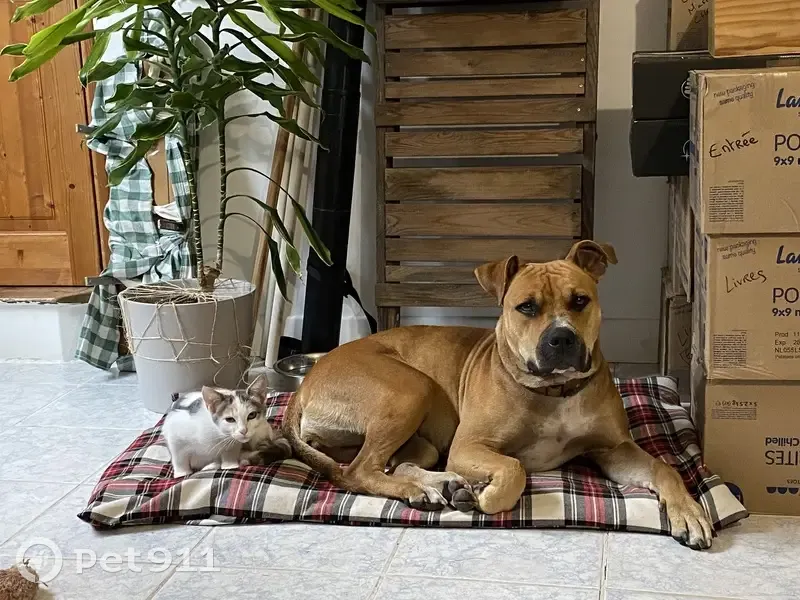 Chien perdu avec harnais à Saint-Léger - photo