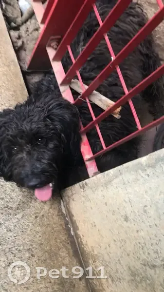 Cachorro encontrado - photo