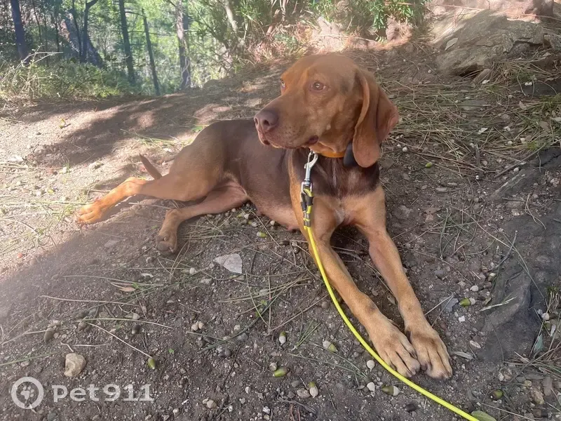 Chienne de chasse trouvée à Quenza - photo
