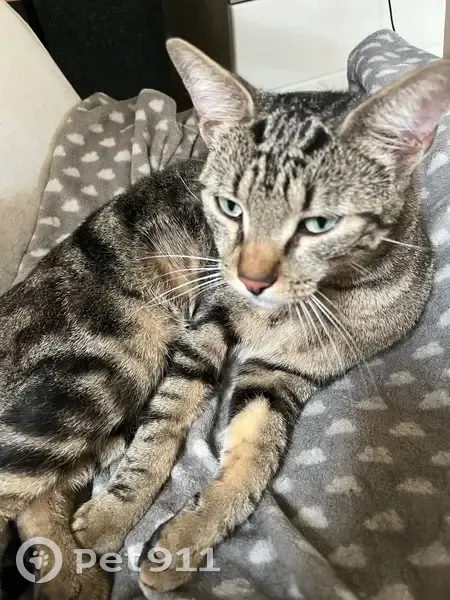Chat perdu à Saint-Maurice-en-Rivière - photo