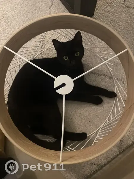 Chatte Uma perdue, miaulement grave, Mérignac - photo