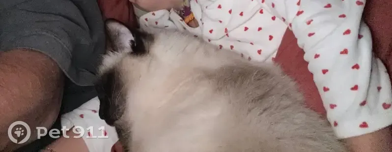 URGENT : Chatte Mila perdue à Castanet - photo