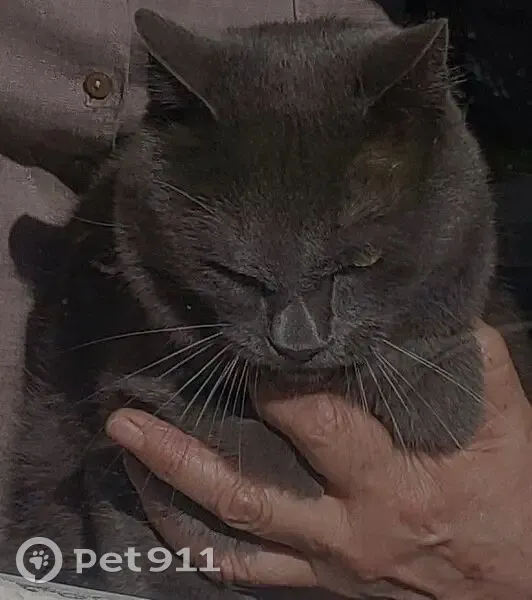 Chat mâle gris perdu à Plancher-Bas - photo