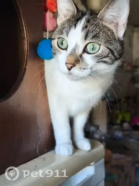 Chatte perdue, Blanche tâches grises/brunes - photo