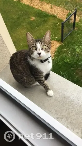 Chat tigré perdu à Aigrefeuille - photo