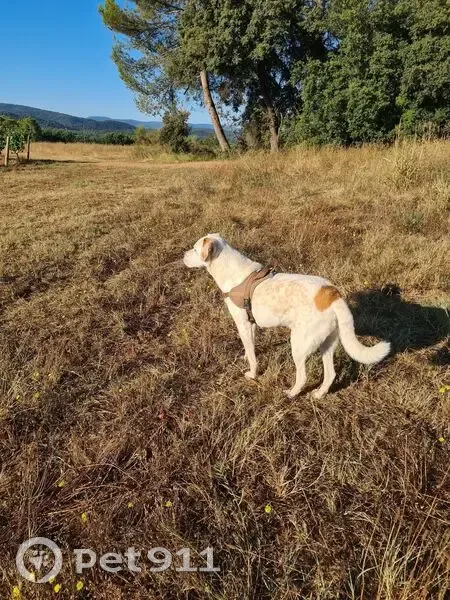 Chien perdu : labrador blanc tacheté marron - photo