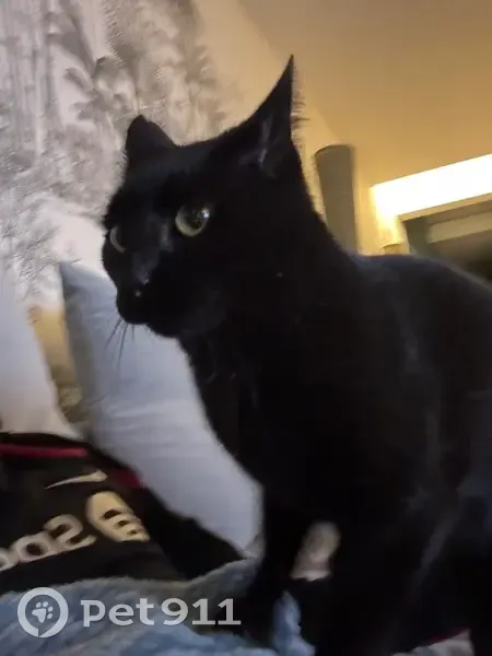Chat noir 5 ans perdu à Médan - photo