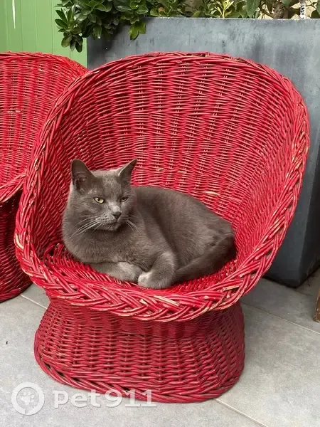 Chat Chartreux Nilo perdu à Ville-la-Grand - photo