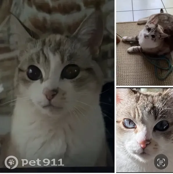 Chatte perdue à Bègles, yeux bleus, tigrée - photo