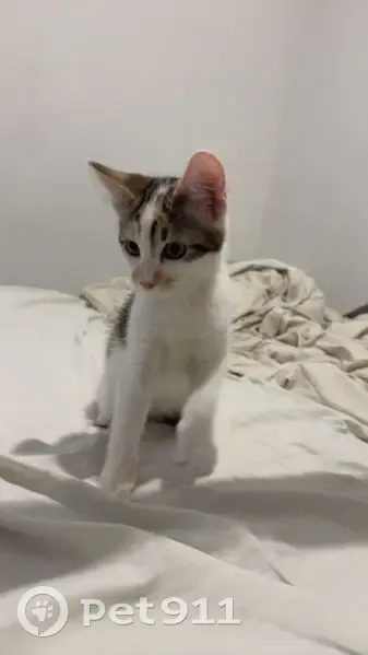 Chatte tricolore perdue à Nîmes - photo