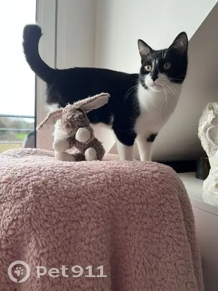 Chat perdu : Maxou, 1 an, noir et blanc, Vannes - photo