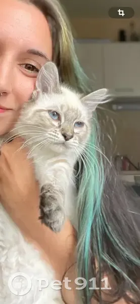 Chaton perdu, blanc/gris, rue Kléber - photo