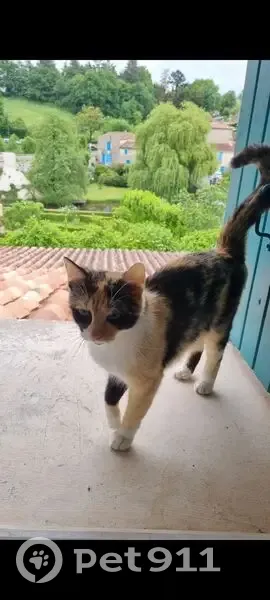 Chatte écaille perdue à Melesse, aidez-nous ! - photo