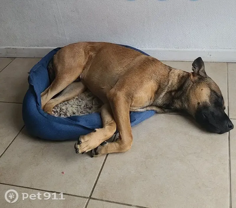 Jeune Malinois/Staff perdu à Louresse - photo