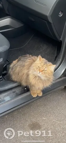 Chat perdu, castré et craintif à Strasbourg - photo
