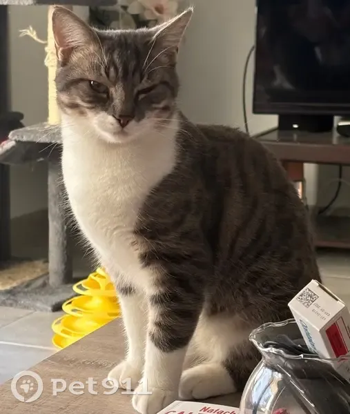 Chat perdu gris/blanc à Montigné-le-Brillant - photo